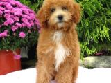 Mi̇nyatür Labradoodle Yavrularimiz Si̇zlerle