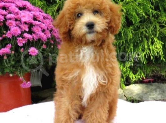 Mi̇nyatür Labradoodle Yavrularimiz Si̇zlerle görsel