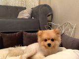 Pomeranian Boo Surat