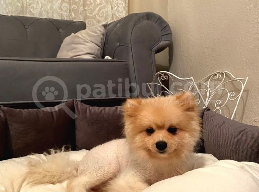 Pomeranian Boo Surat görsel