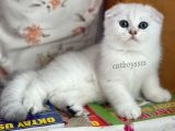 Silver Shaded Scottish Fold Erkek Yavru (Anne Baba Secereli)