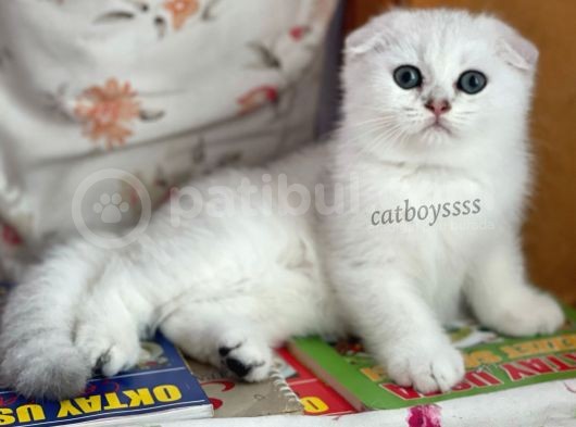 Silver Shaded Scottish Fold Erkek Yavru (Anne Baba Secereli) görsel