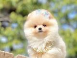 Ayıcık Surat Boo Pomeranian Yavrular