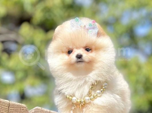 Ayıcık Surat Boo Pomeranian Yavrular görsel