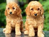 Apricot toy poodle kardeşler (Dişi,erkek)