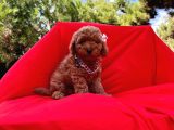 Red Brown Toy Poodle Yavrular