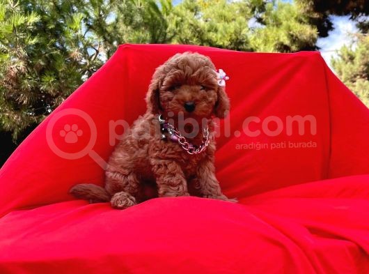 Red Brown Toy Poodle Yavrular görsel
