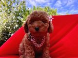 Red Brown Toy Poodle Yavrular