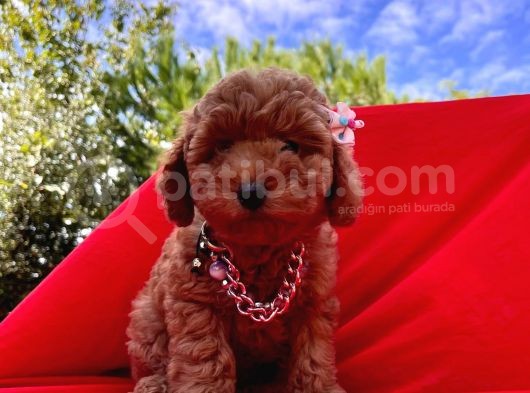 Red Brown Toy Poodle Yavrular görsel