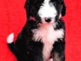 Bernedoodle Yavrularımız Sizlerle