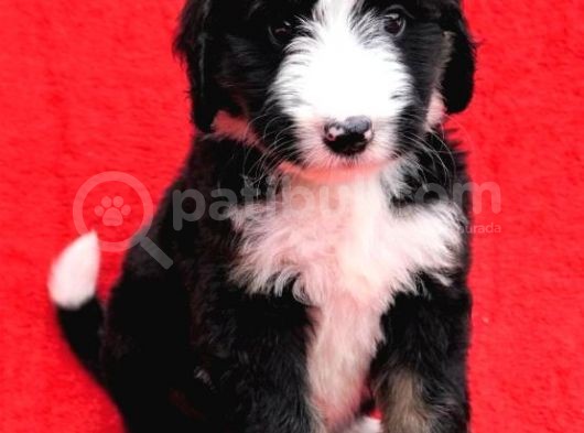 Bernedoodle Yavrularımız Sizlerle görsel