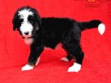 Bernedoodle Yavrularımız Sizlerle