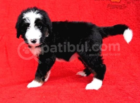 Bernedoodle Yavrularımız Sizlerle