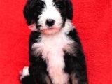 Bernedoodle Yavrularımız Sizlerle