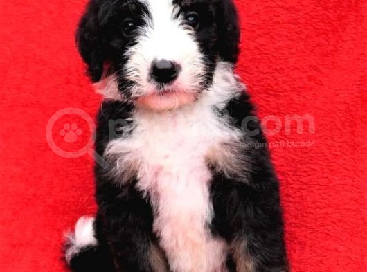 Bernedoodle Yavrularımız Sizlerle görsel