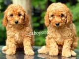 Apricot Toy Poodle Kardeşler (Dişi,Erkek)