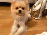 Pomeranian Boo Surat