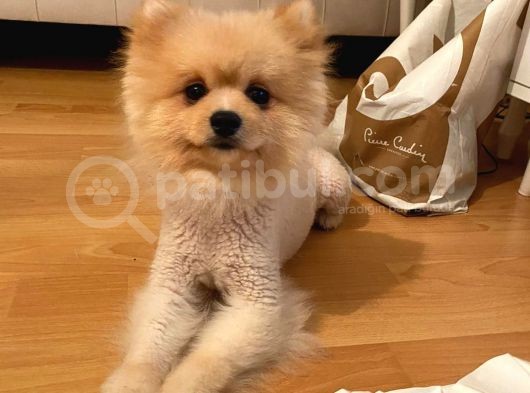 Pomeranian Boo Surat
