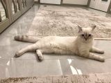 British Shorthair Silverpoint Ns11 4,5 Aylık Kedi