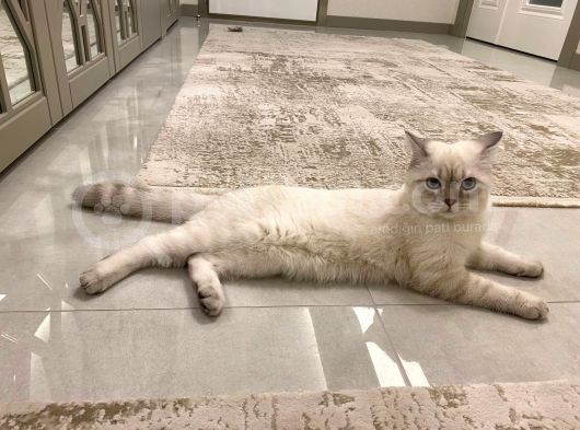 British Shorthair Silverpoint Ns11 4,5 Aylık Kedi görsel