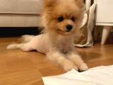 Pomeranian Boo Surat