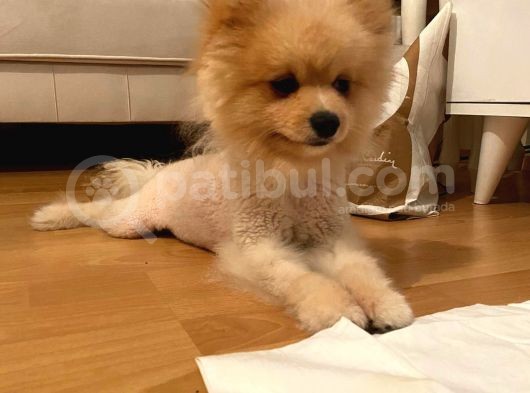 Pomeranian Boo Surat görsel