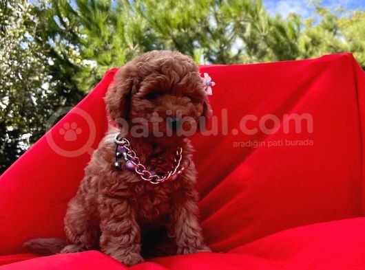 Red Brown Toy Poodle Yavrular görsel