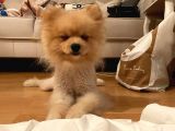 Pomeranian Boo Surat