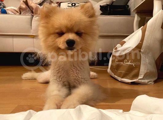 Pomeranian Boo Surat görsel