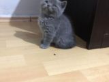 British Shorthair Teslima Hazır Yavrular