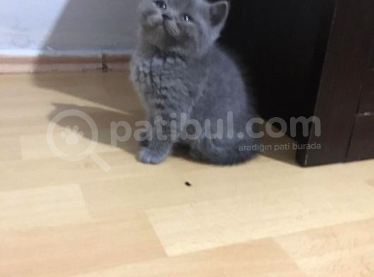 British Shorthair Teslima Hazır Yavrular görsel