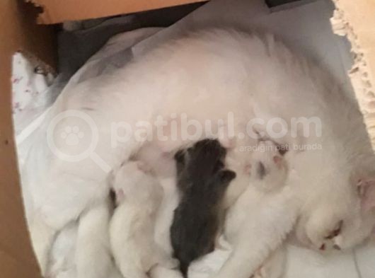 British Shorthair Teslima Hazır Yavrular görsel