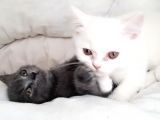 British Shorthair Teslima Hazır Yavrular
