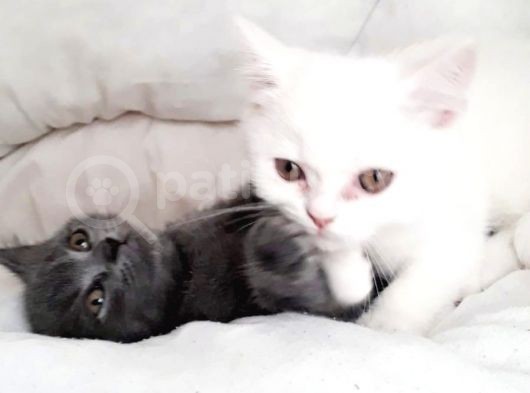 British Shorthair Teslima Hazır Yavrular görsel