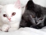 British Shorthair Teslima Hazır Yavrular