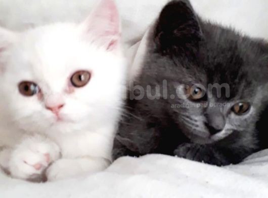 British Shorthair Teslima Hazır Yavrular görsel