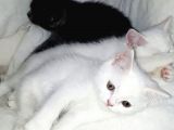 British Shorthair Teslima Hazır Yavrular