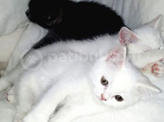 British Shorthair Teslima Hazır Yavrular görsel