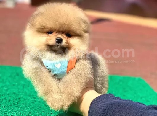 Pomerian Boo görsel