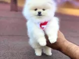 Pomerian Boo