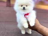 Pomerian Boo