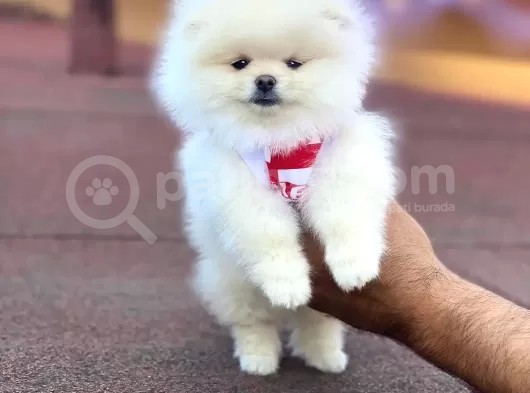 Pomerian Boo görsel