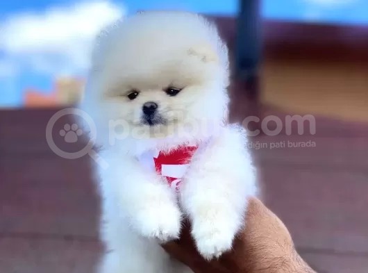 Pomerian Boo görsel