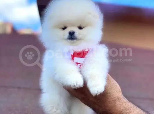 Pomerian Boo görsel
