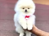 Pomerian boo