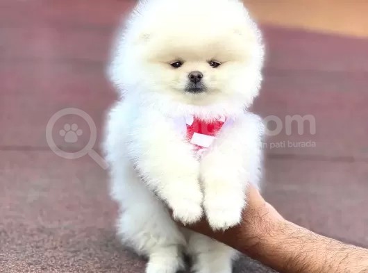 Pomerian Boo