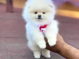 Pomerian Boo