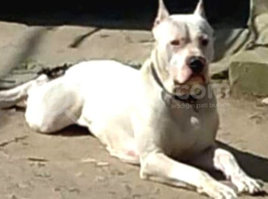 Üst Sınıf A Kalite Dogo Yavrular görsel