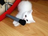 British Shorthair Teslima Hazır Yavrular