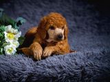 Standart Poodle Yavrularimiz Si̇zlerle